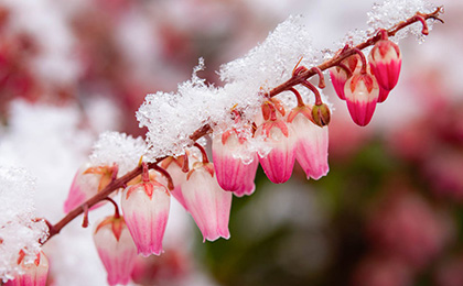 冬の草花の写真